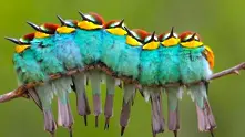 Световно изследване разкри еволюцията на птиците